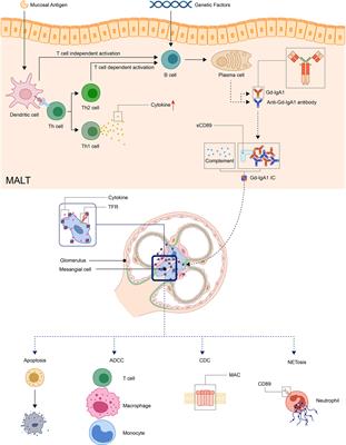 Pathogenesis of IgA Vasculitis: An Up-To-Date Review